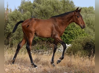 Andalusian, Mare, 1 year, 15,2 hh, Brown