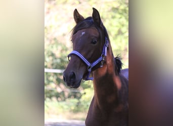 Andalusian, Mare, 1 year, 15.2 hh, Brown