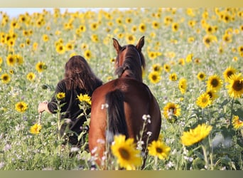 Andalusian, Mare, 1 year, 15.2 hh, Brown