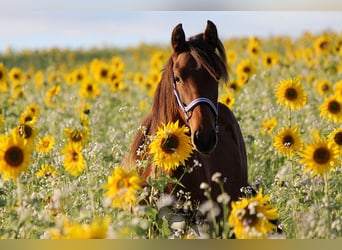 Andalusian, Mare, 1 year, 15.2 hh, Brown