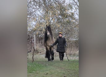 Andalusian, Mare, 1 year, 15.2 hh, Brown