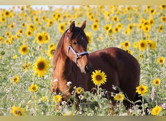 Andalusian, Mare, 1 year, 15.2 hh, Brown