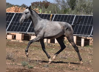 Andalusier, Stute, 1 Jahr, 15,2 hh, Schimmel