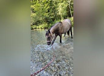 Andalusian, Mare, 1 year, 15,2 hh