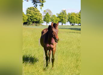 Andalusian, Mare, 1 year, 15,3 hh, Brown
