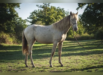Andalusian, Mare, 1 year, 15,3 hh, Pearl