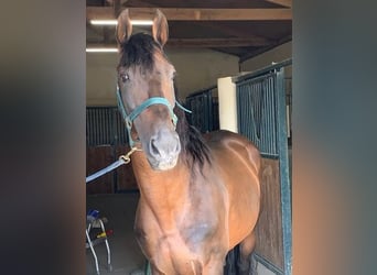 Andalusian Mix, Mare, 1 year, 16,2 hh, Roan-Bay