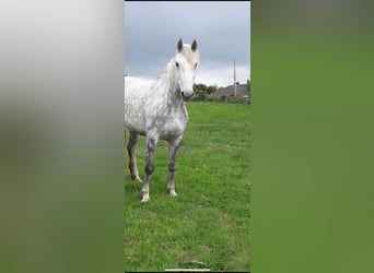 Andalusian Mix, Mare, 1 year, 16,2 hh, Roan-Bay