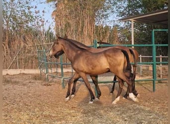 Andalusian, Mare, 1 year, 16 hh, Bay
