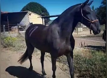 Andalusian, Mare, 1 year, 16 hh, Black