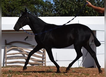 Andalusier, Stute, 1 Jahr, 16 hh, Rappe