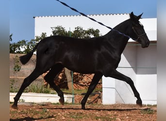 Andalusier, Stute, 1 Jahr, 16 hh, Rappe