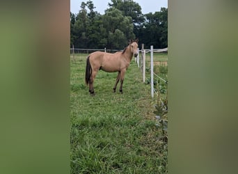 Andalusian, Mare, 1 year, 16 hh, Buckskin