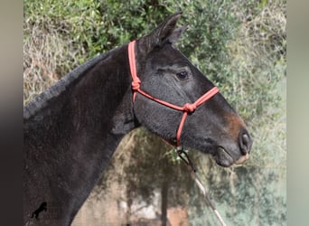 Andalusian, Mare, 1 year, 16 hh, Gray