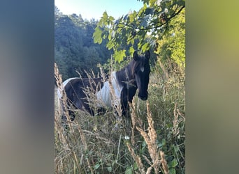 Andalusian, Mare, 1 year, 16 hh, Pinto