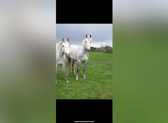 Andalusian Mix, Mare, 1 year, 16 hh, Roan-Bay