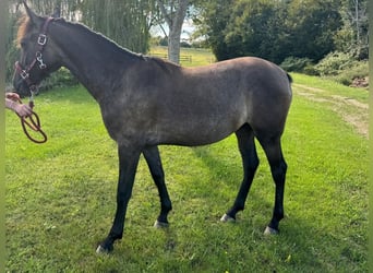 Andalusian Mix, Mare, 1 year, 16 hh, Roan-Bay