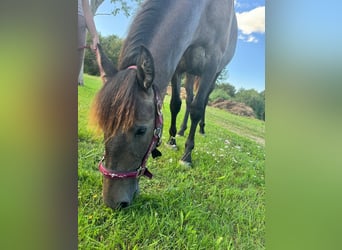 Andalusian Mix, Mare, 1 year, 16 hh, Roan-Bay