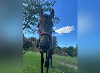 Andalusian Mix, Mare, 1 year, 16 hh, Roan-Bay