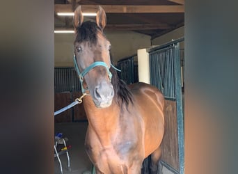 Andalusian Mix, Mare, 1 year, 16 hh, Roan-Bay