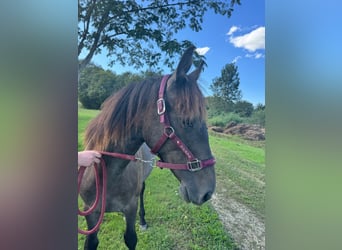 Andalusian Mix, Mare, 1 year, 16 hh, Roan-Bay