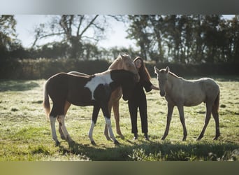 Andalusian, Mare, 1 year