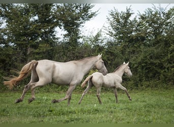 Andalusian, Mare, 1 year