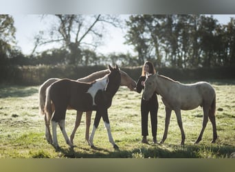 Andalusian, Mare, 1 year