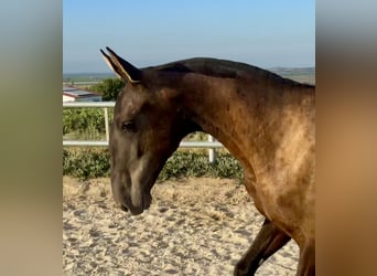 Andalusian, Mare, 1 year, Black