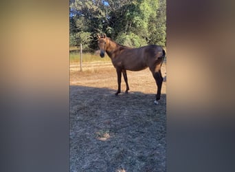 Andalusian Mix, Mare, 1 year, Dun