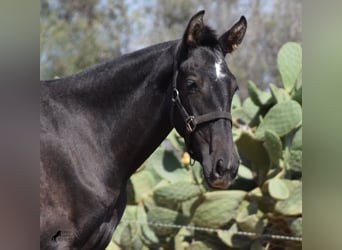 Andalusian, Mare, 1 year, Gray