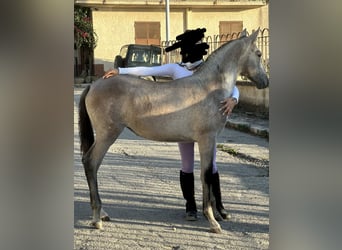 Andalusian, Mare, 1 year, Gray-Red-Tan