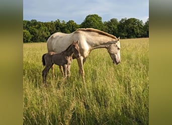 Andalusian, Mare, 1 year