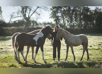Andalusian, Mare, 1 year