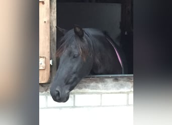 Andalusian, Mare, 20 years, 15,2 hh, Black