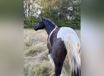Andalusian, Mare, 2 years, 14.2 hh, Tobiano-all-colors