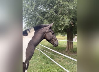 Andalusian, Mare, 2 years, 14.2 hh, Tobiano-all-colors
