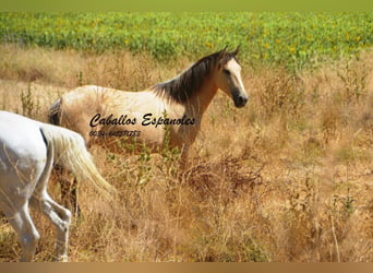 Andalusian, Mare, 2 years, 14.3 hh, Dun