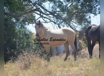 Andalusian, Mare, 2 years, 14.3 hh, Dun