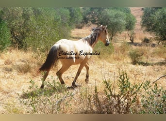 Andalusian, Mare, 2 years, 14.3 hh, Dun