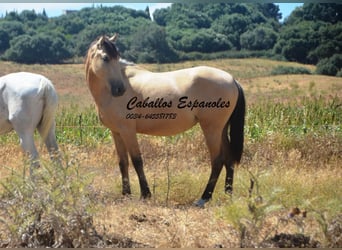 Andalusian, Mare, 2 years, 14.3 hh, Dun