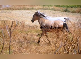 Andalusian, Mare, 2 years, 14.3 hh, Dun