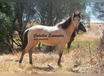 Andalusian, Mare, 2 years, 14.3 hh, Dun