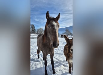 Andalusian, Mare, 2 years, 15.1 hh, Brown