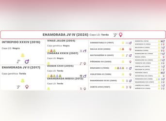 Andalusian, Mare, 2 years, 15.1 hh, Grey