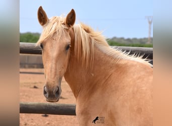 Andalusian, Mare, 2 years, 15.1 hh, Palomino