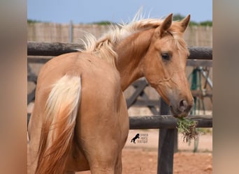 Andalusian, Mare, 2 years, 15.1 hh, Palomino