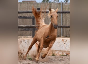 Andalusian, Mare, 2 years, 15.1 hh, Palomino