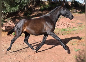 Andalusian, Mare, 2 years, 15.2 hh, Black