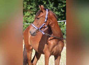 Andalusian, Mare, 2 years, 15.2 hh, Brown